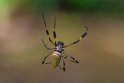 010 Tortuguero, wielwebspin